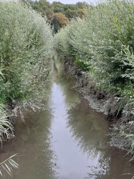 Mooie spiegeling van begroeiing in watertje tijdens wandelen door Rhoonse grienden